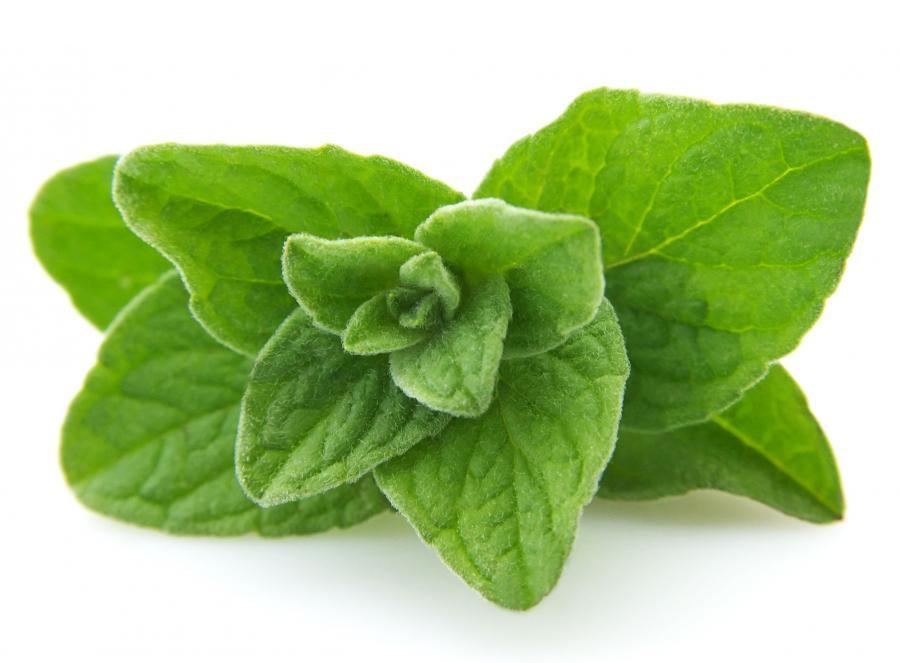 Oregano
